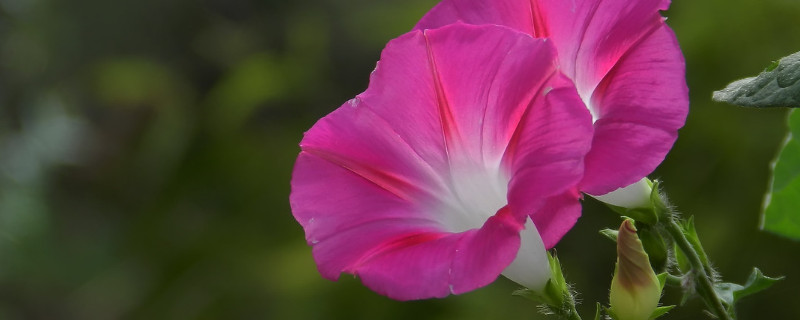 牵牛花有香味吗（牵牛花有清香味道吗）