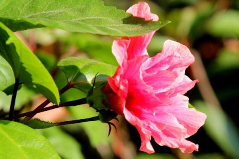 芙蓉花夏季可以水培吗