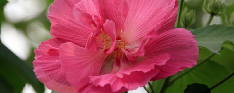 芙蓉花种子能种出花吗（芙蓉花种子能种出花吗视频）