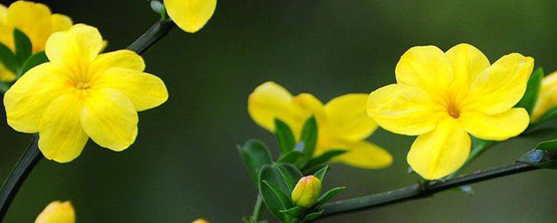 迎春花冬天能剪枝吗 迎春花冬天可以修剪吗