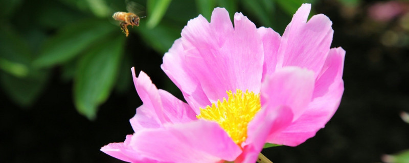 芙蓉花种子的播种方法（芙蓉花种子的播种方法和时间大）