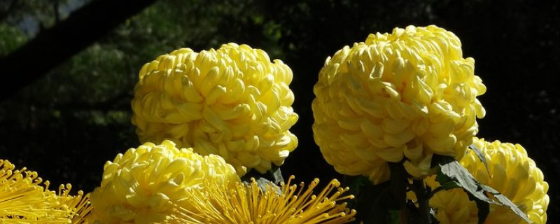 菊花是多年生植物吗（菊花是多年生植物吗图片）