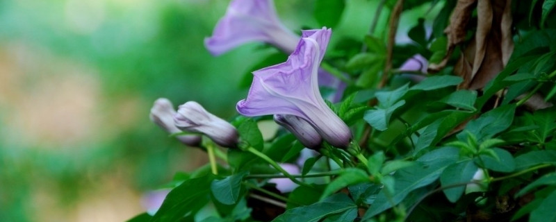 牵牛花发芽了怎么养 牵牛花发芽了怎么养活