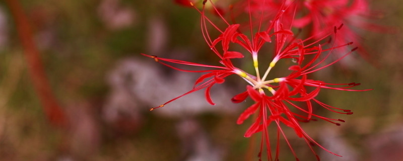 彼岸花根茎是什么样子（彼岸花的根是什么样子的）