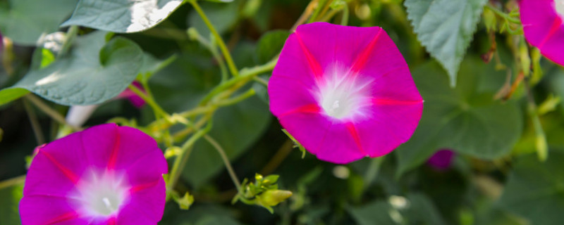 牵牛花能吃吗（牵牛花能吃吗炒鸡蛋）