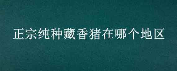 正宗纯种藏香猪在哪个地区 哪里能买到纯种的藏香猪