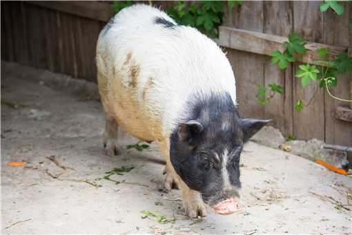 野猪肉多少钱一斤