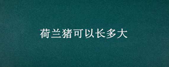 荷兰猪可以长多大 荷兰猪可以长多大图片