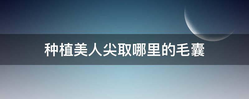 种植美人尖取哪里的毛囊 美人尖种植一般需要多少钱