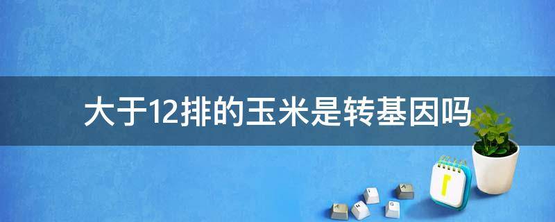 大于12排的玉米是转基因吗（多于12排就是转基因玉米吗?）