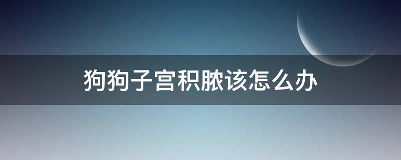 狗狗子宫积脓该怎么办 狗狗子宫积脓能自愈吗不手术