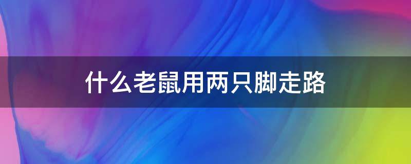 什么老鼠用两只脚走路（什么老鼠用两只脚走路什么鸭子用两只脚走路）