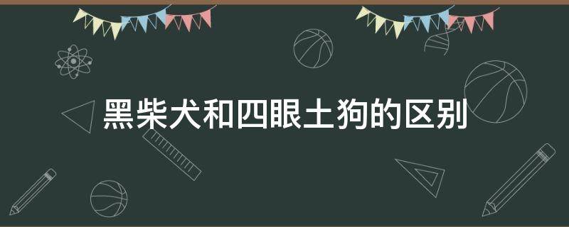 黑柴犬和四眼土狗的区别 黑柴犬怎么看品相