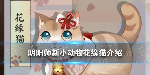 阴阳师花缘猫怎么获得（阴阳师缘结神猫咪）