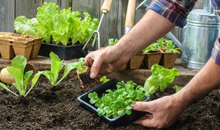 苹果树下种菜怎么种 种苹果树的步骤