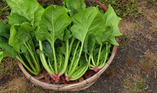 菠菜可以烫过冷冻吗（菠菜烫完可以速冻么）