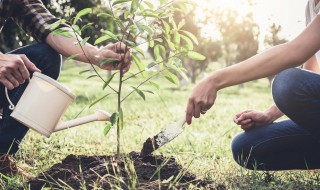 婺源果树种植方法 婺源红果树