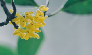 桂花种子播种方法（桂花种子的播种方法）