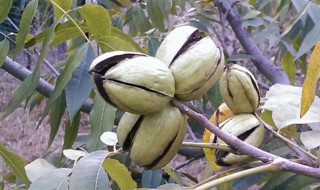 碧根树果的栽培方法（碧根果树的种植方法）