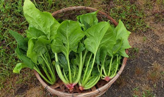 冬波菜什么时候种（冬菠菜什么时候种植）