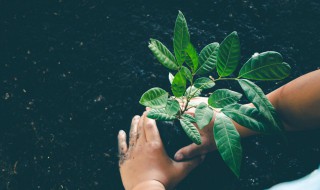 植被栽种的注意事项（种植绿植的注意事项）