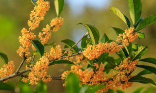 桂花什么时候种（桂花什么时候种植最好）