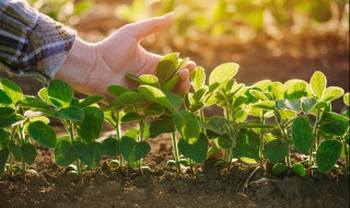 怎么种植野菜 种植山野菜