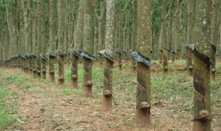 橡胶树栽培种植方法 橡树的种植方法