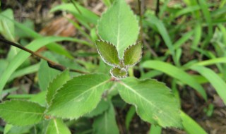 玄参什么时候种植（玄参种植栽培技术）