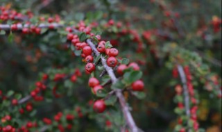 平枝栒子怎么栽培 平枝栒子种植密度