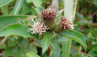 野生苍术栽培方法（野生苍术的生长环境）