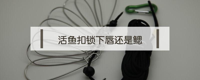 活鱼扣锁下唇还是鳃 鱼鳃是什么意思