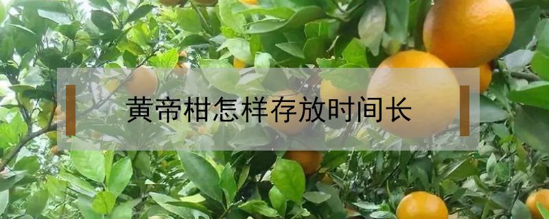 黄帝柑怎样存放时间长