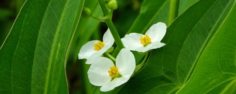 稻田野慈姑用什么除草剂好 小麦田除草用什么除草剂