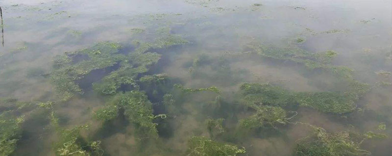 虾田里有青苔怎么办 虾田的青苔怎么去除不伤害虾