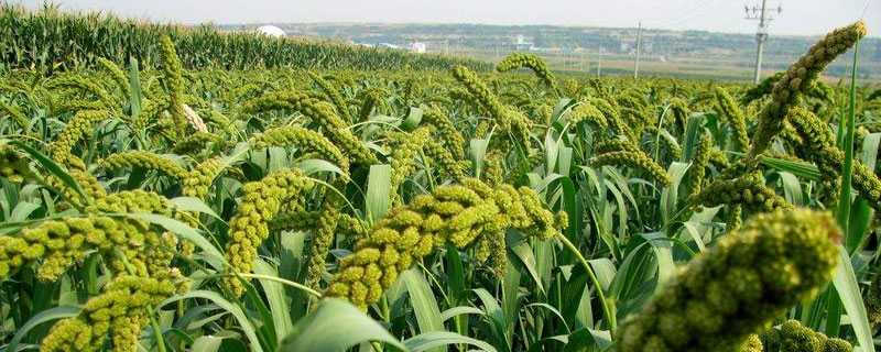 谷子种植时间，春谷4月夏谷6月（谷子播种季节和成熟季节）