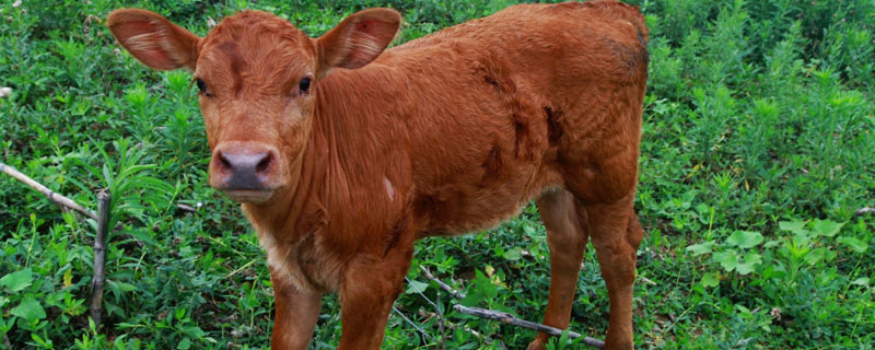 新生牛犊站不起来什么原因（新出生的牛犊站不起来怎么办）