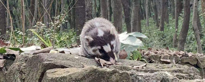 猪仔狸是几级保护动物 狐狸是几级保护动物