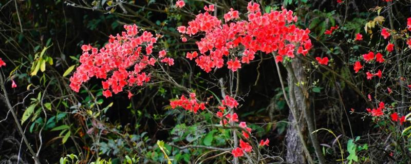 映山红是什么花，花期有多长（映山红什么时候开花）