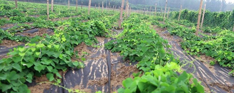 粉防己种植技术，适合什么地方种植