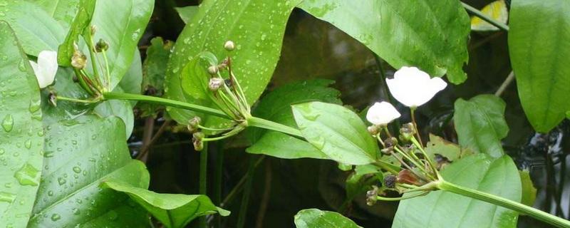 泽泻种植技术，附泽泻简介（泽泻种植基地）