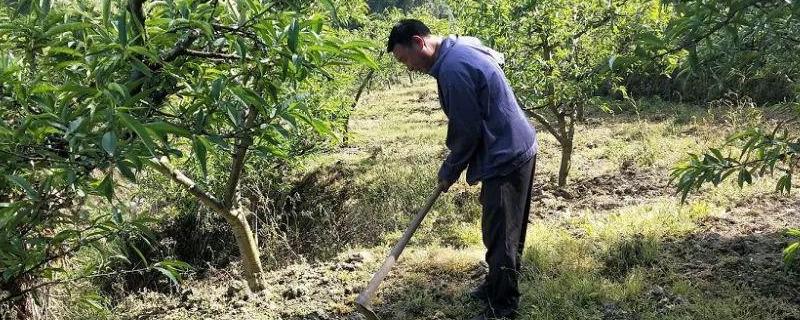 果园除草剂用哪种即除草又不伤树根