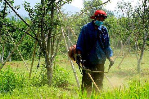 果园除草剂用哪种即除草又不伤树根