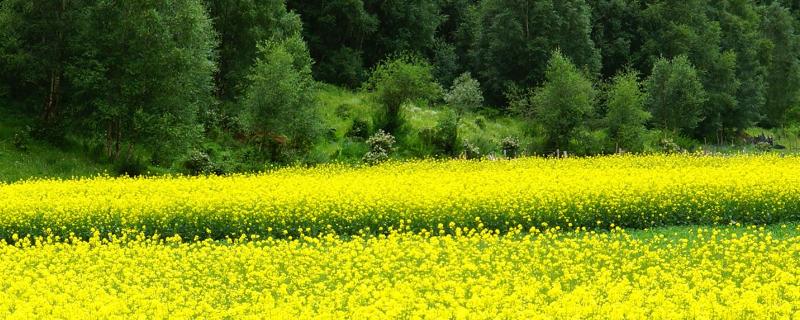 高产油菜籽品种有哪些（高产油菜籽品种排名）