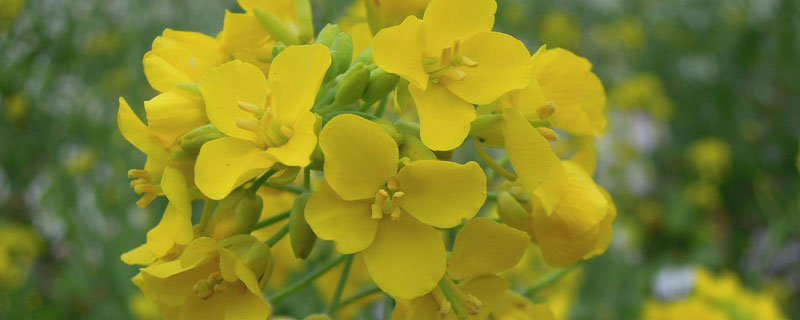 锦州油菜花种植基地在哪里 锦州蔬菜种植基地