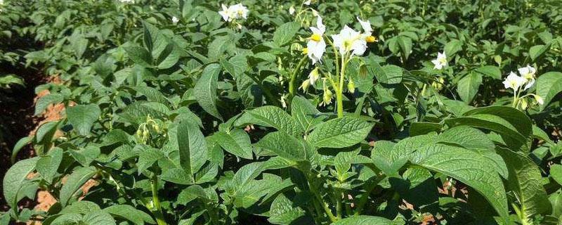 种植土豆开花了用掐吗 土豆用掐花吗土豆开花用掐吗