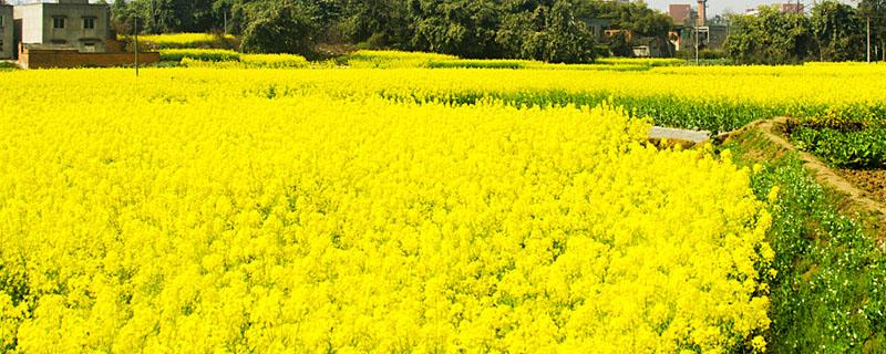 水稻油菜用什么繁殖 水稻油菜用什么繁殖土豆用什么繁殖