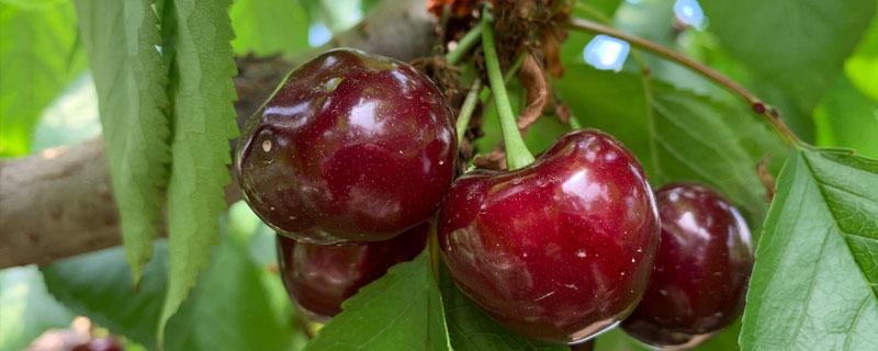 微生物菌剂樱桃树使用方法 生物菌剂对樱桃的使用