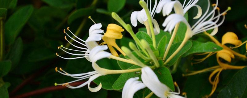 金银花容易生的病虫害（金银花的主要病虫害）