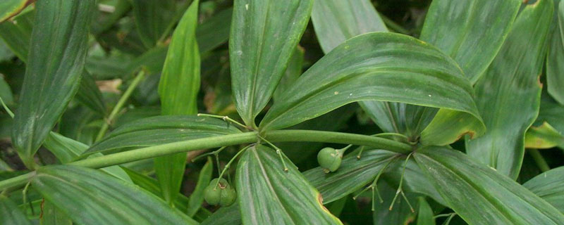 黄精块茎烂根怎么办（黄精块茎种植为什么容易烂）